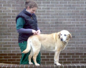 Dog Massage Treatment